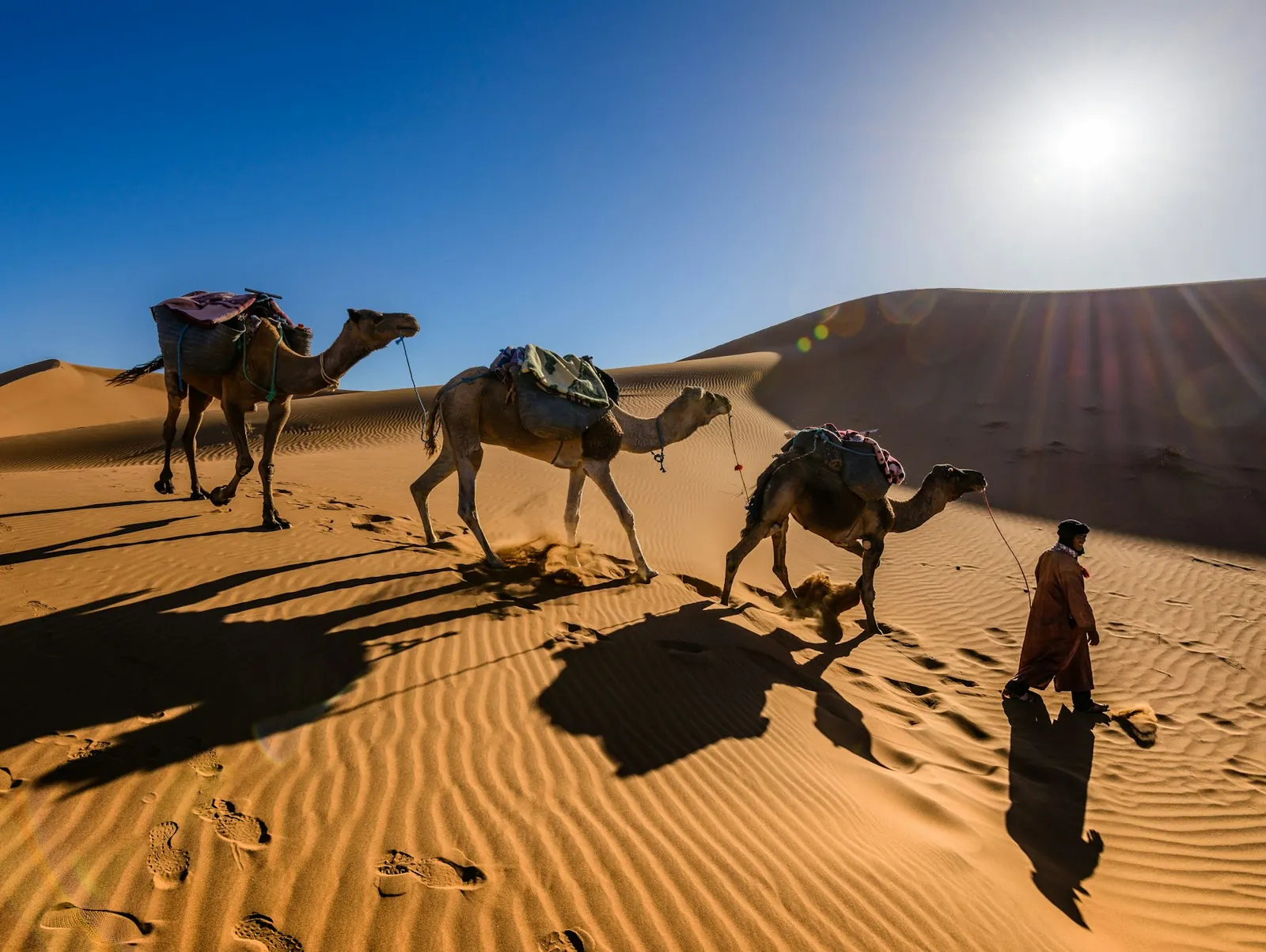 A camel caravan crossing golden dunes at low sun, long shadows stretching behind.